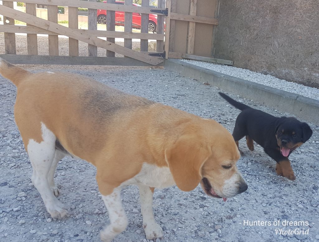 Chiots 