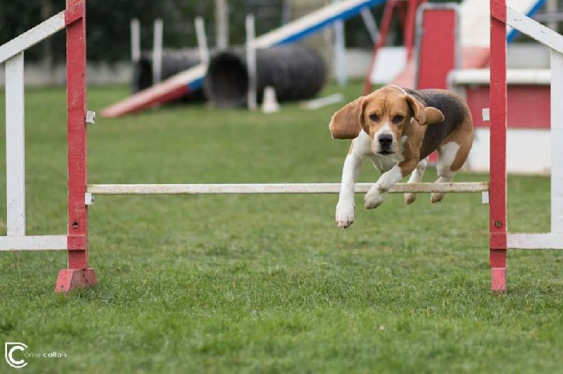 agility