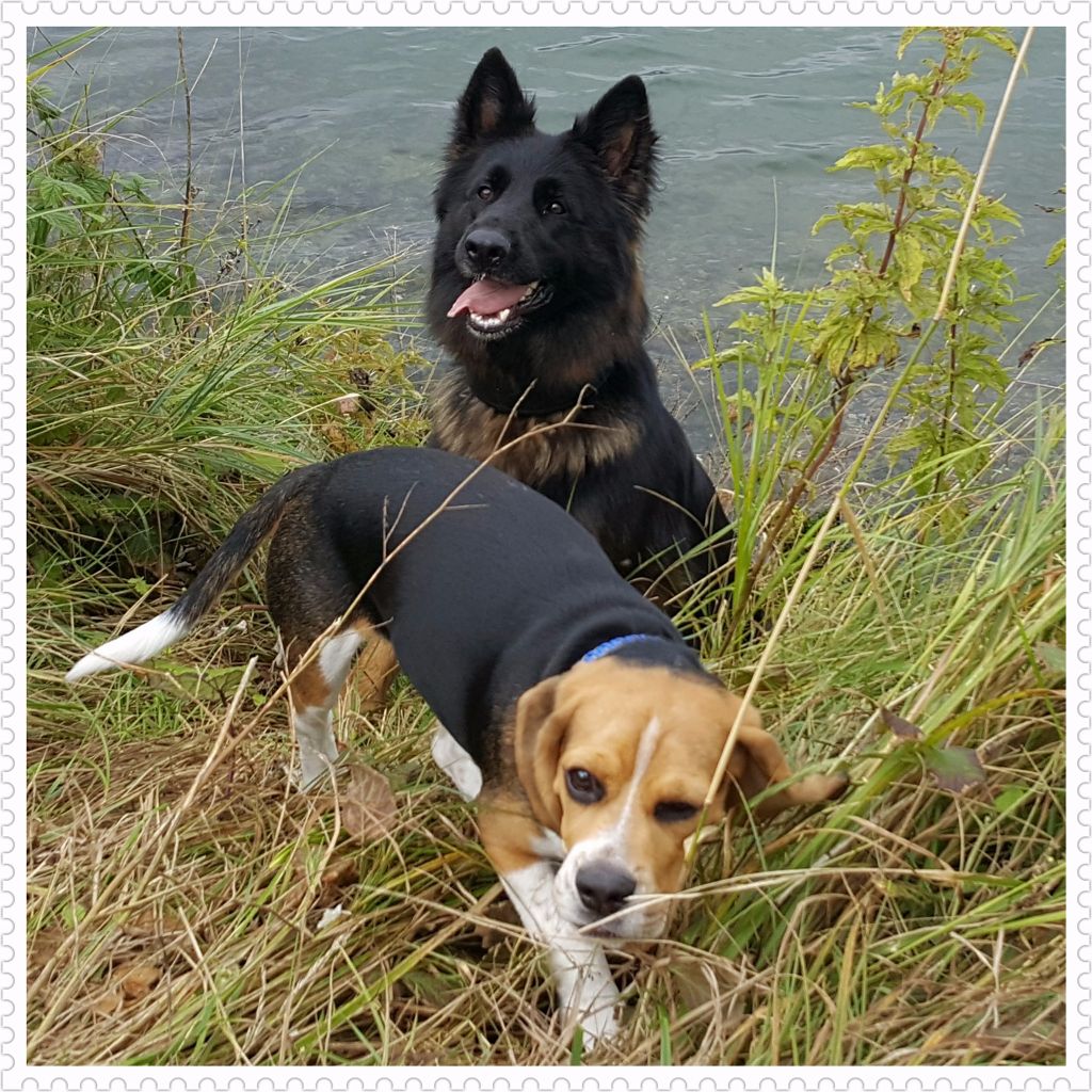 Mes Beagles en balades