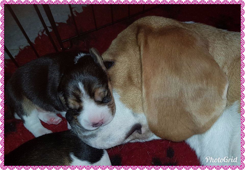 Portée Lady Sanssa et Fiston 2017